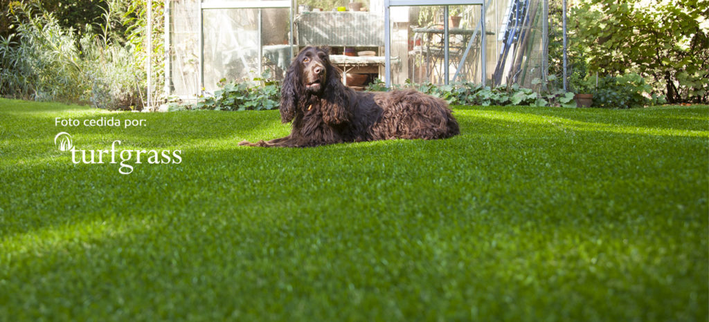 perros y cesped artificial